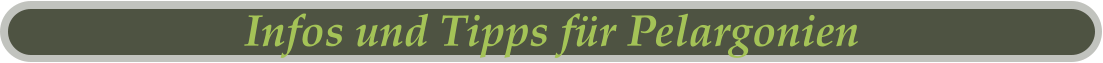Infos und Tipps für Pelargonien