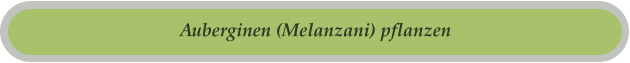 Auberginen (Melanzani) pflanzen
