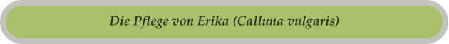 Die Pflege von Erika (Calluna vulgaris)