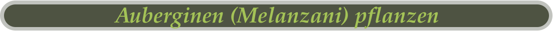 Auberginen (Melanzani) pflanzen