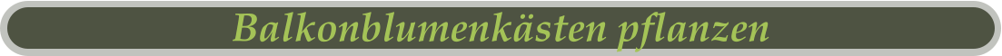 Balkonblumenkästen pflanzen