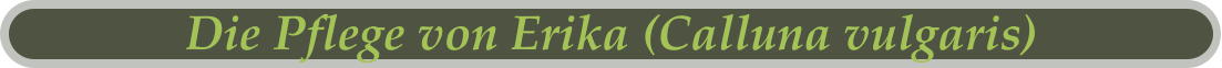 Die Pflege von Erika (Calluna vulgaris)