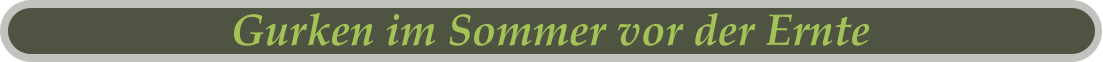 Gurken im Sommer vor der Ernte