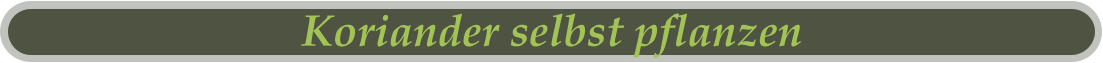 Koriander selbst pflanzen