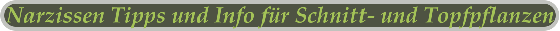 Narzissen Tipps und Info für Schnitt- und Topfpflanzen