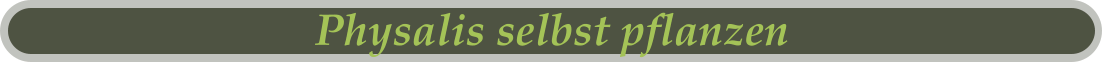 Physalis selbst pflanzen