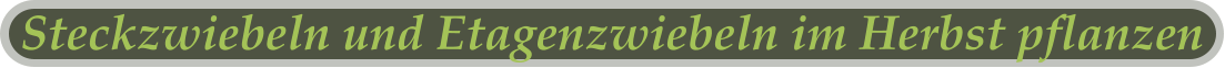 Steckzwiebeln und Etagenzwiebeln im Herbst pflanzen