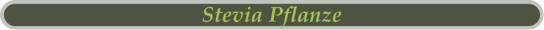 Stevia Pflanze