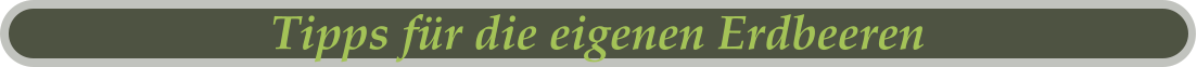 Tipps für die eigenen Erdbeeren