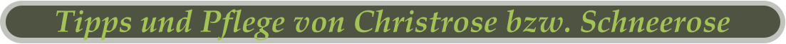 Tipps und Pflege von Christrose bzw. Schneerose