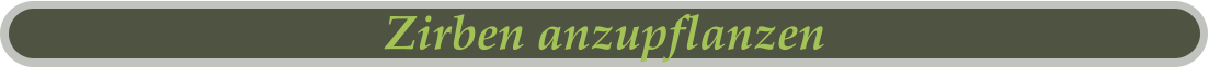 Zirben anzupflanzen