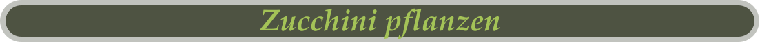 Zucchini pflanzen