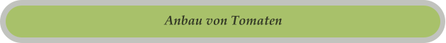 Anbau von Tomaten