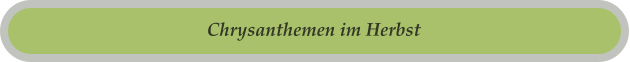 Chrysanthemen im Herbst