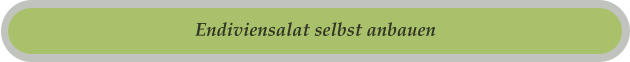Endiviensalat selbst anbauen