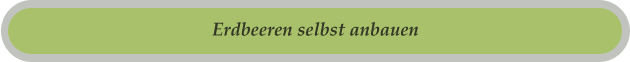 Erdbeeren selbst anbauen