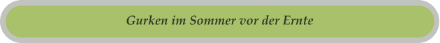Gurken im Sommer vor der Ernte