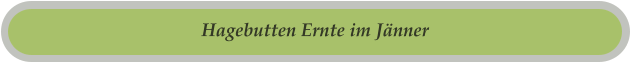 Hagebutten Ernte im Jänner