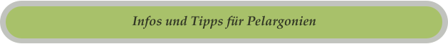 Infos und Tipps für Pelargonien