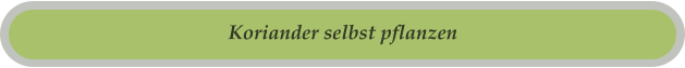 Koriander selbst pflanzen