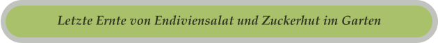 Letzte Ernte von Endiviensalat und Zuckerhut im Garten