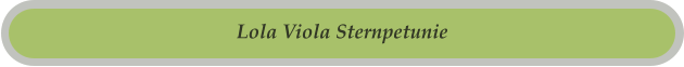 Lola Viola Sternpetunie