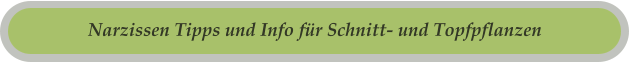 Narzissen Tipps und Info für Schnitt- und Topfpflanzen