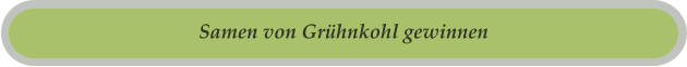 Samen von Grühnkohl gewinnen