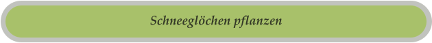 Schneeglöchen pflanzen