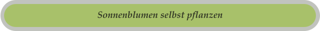 Sonnenblumen selbst pflanzen