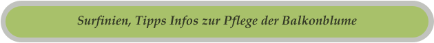 Surfinien, Tipps Infos zur Pflege der Balkonblume