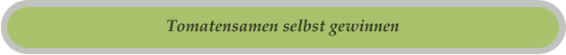 Tomatensamen selbst gewinnen