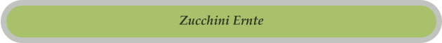 Zucchini Ernte