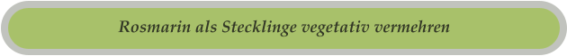 Rosmarin als Stecklinge vegetativ vermehren