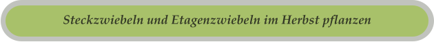 Steckzwiebeln und Etagenzwiebeln im Herbst pflanzen