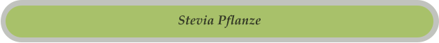 Stevia Pflanze